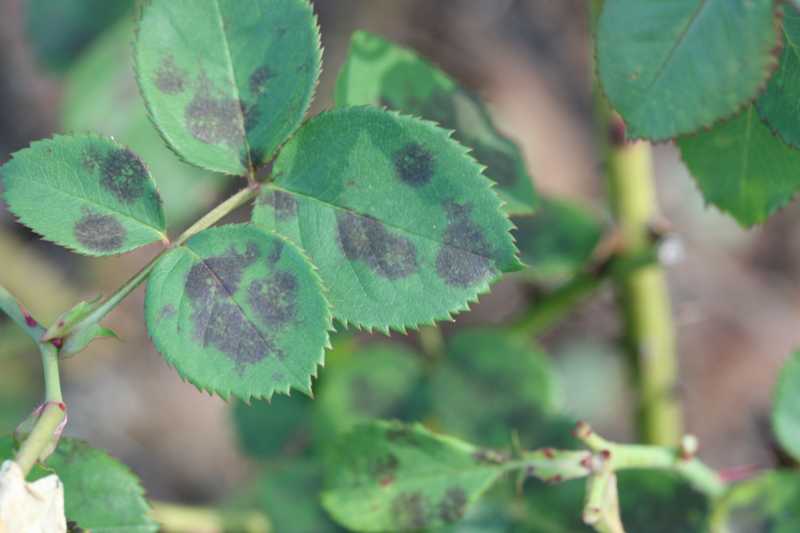 Black Spot of Rose